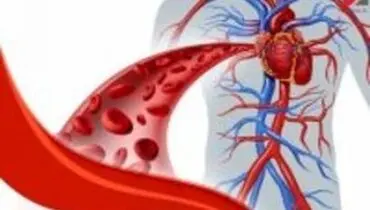 تولید رگ‌های خونی انسان در آزمایشگاه