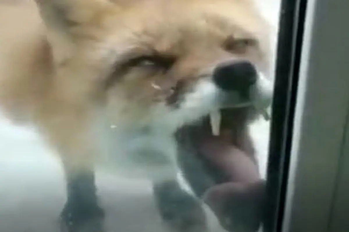 پناه آوردن روباه به یک خانه از شدت سرما