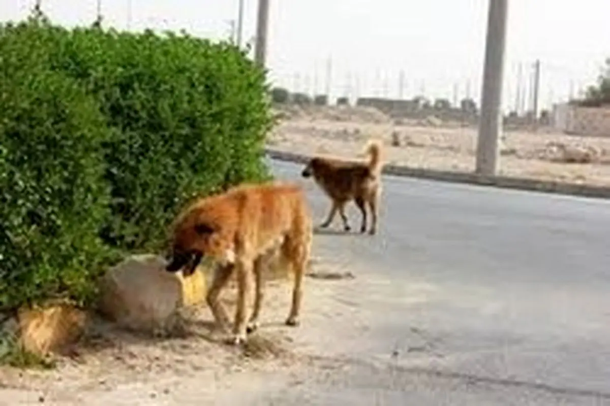 بی رحمی با یک سگ در جاده اشتهارد +عکس