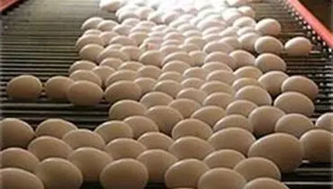 چرا مرغ و تخم‌مرغ ارزان شد؟