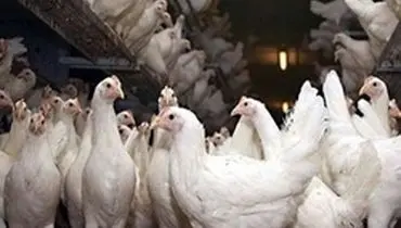 هزینه تولید مرغ ۷۰.۲۸ درصد بالا رفت