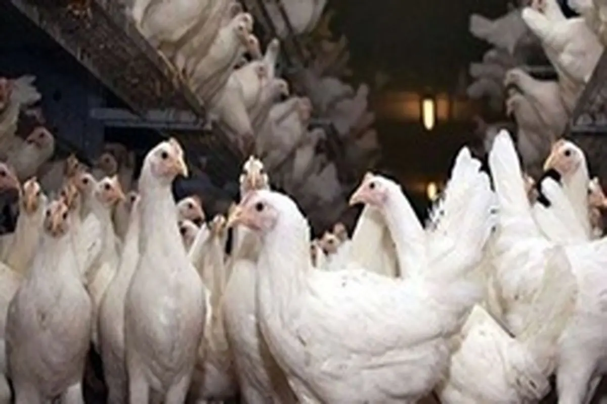 هزینه تولید مرغ ۷۰.۲۸ درصد بالا رفت