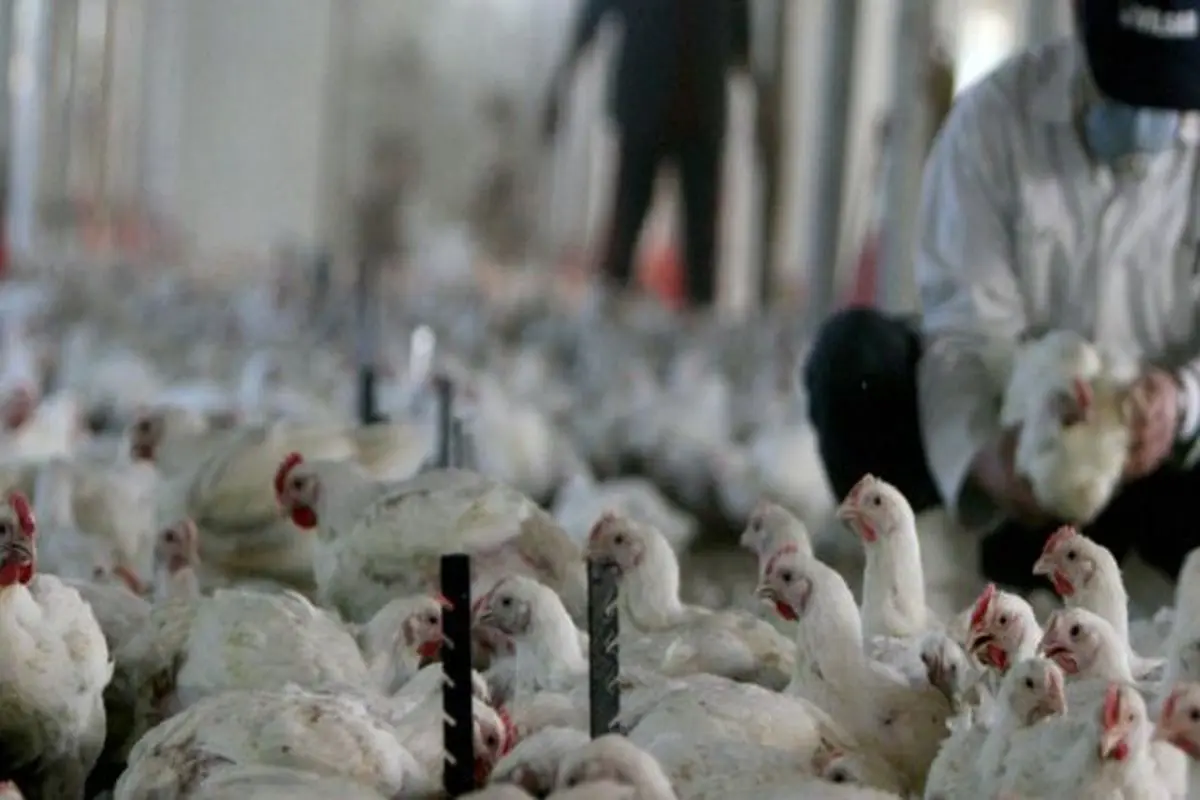 برای حفاظت از سلامتی شهروندان افغانی، واردات مرغ از ایران متوقف شد!