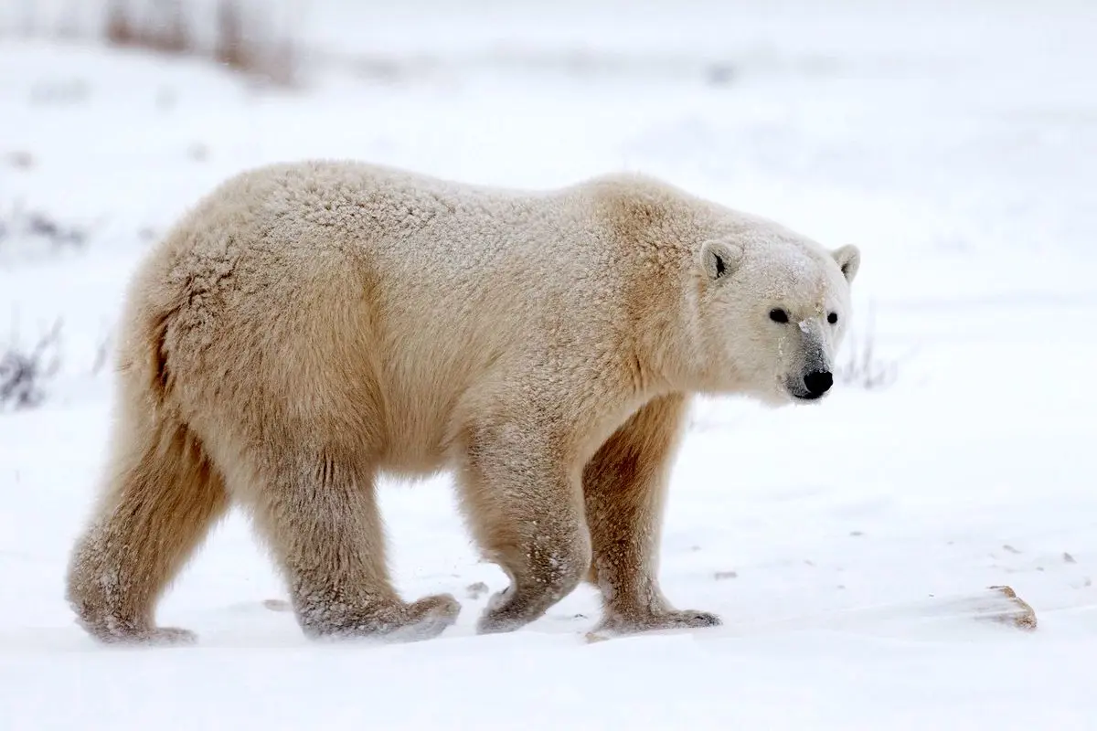 ویدیو| آماده باش ارتش روسیه برای مبارزه با خرس‌های قطبی