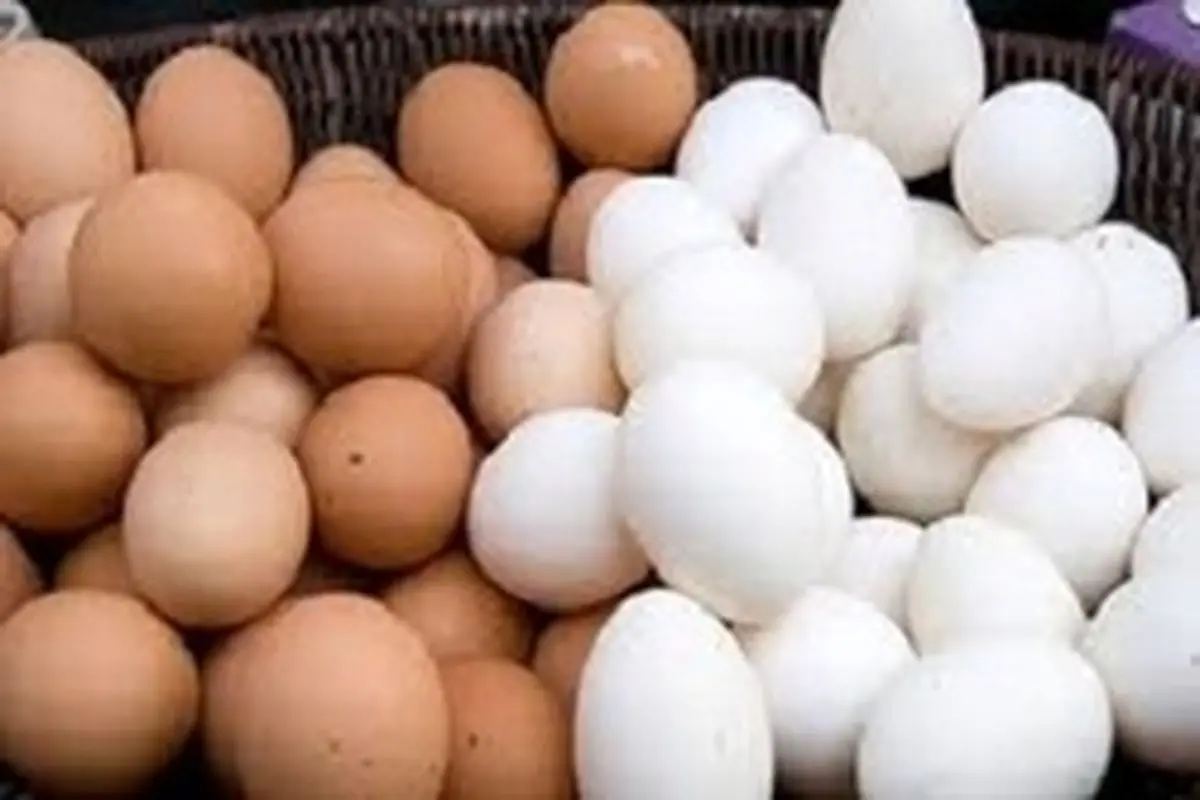 قیمت هرشانه تخم مرغ در خرده فروشی‌ها ۱۴ هزار تومان است