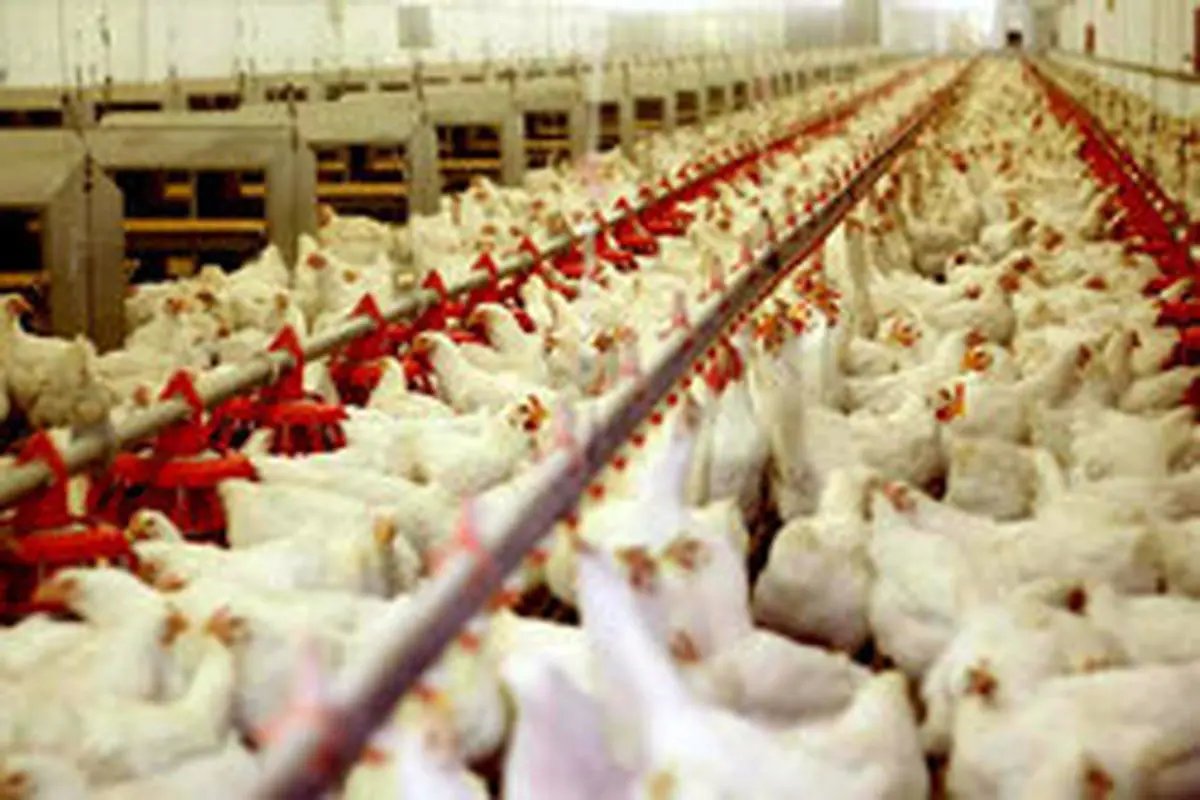 عرضه ۳۰ هزار تن مرغ در بازار