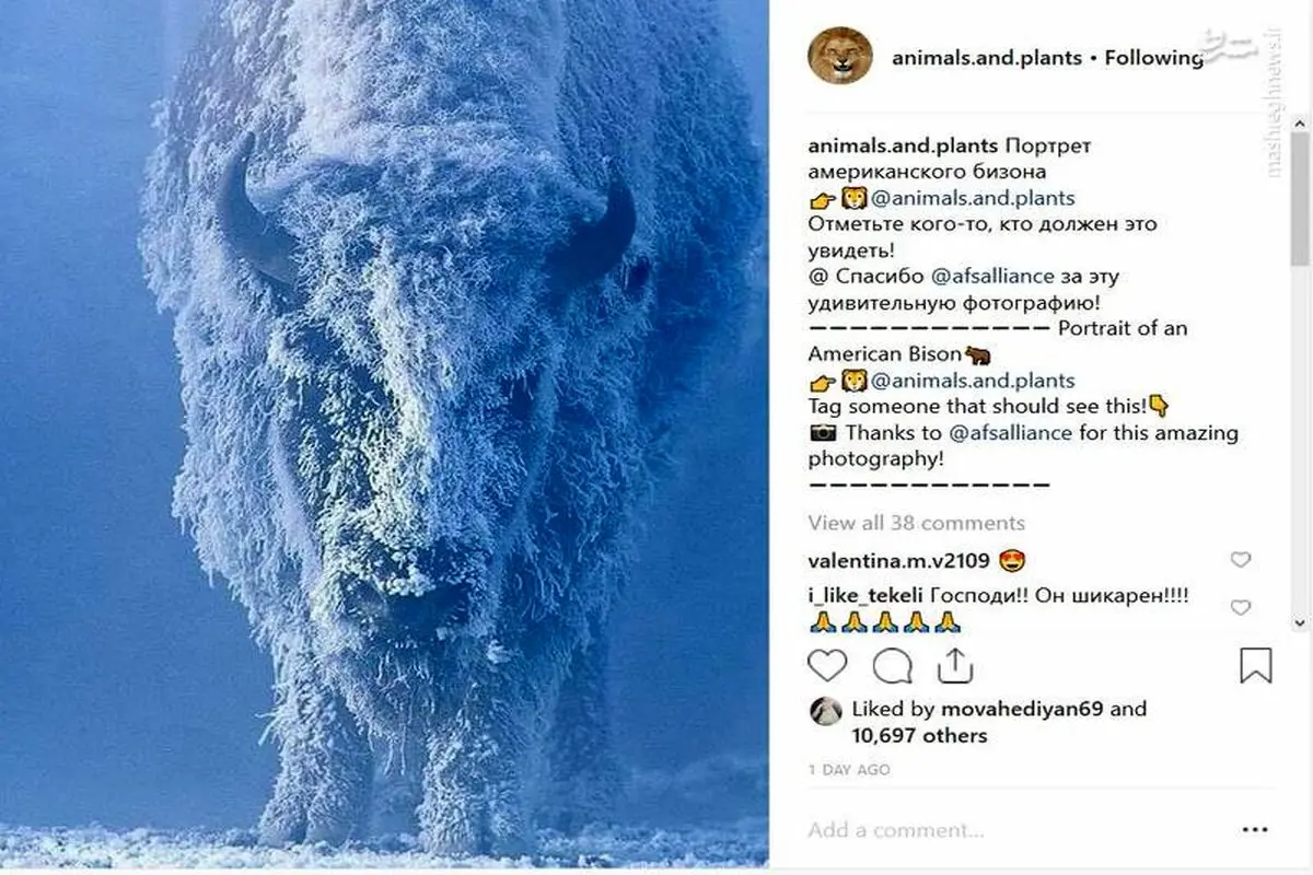 گاو وحشی یخ زده+عکس