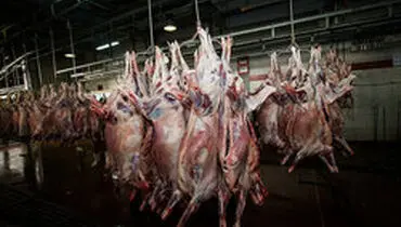 قاچاق عامل گرانی گوشت قرمز است؛ دامداران بی‌تقصیرند