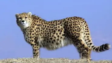 سرنوشت تکثیر یوزپلنگ ایرانی