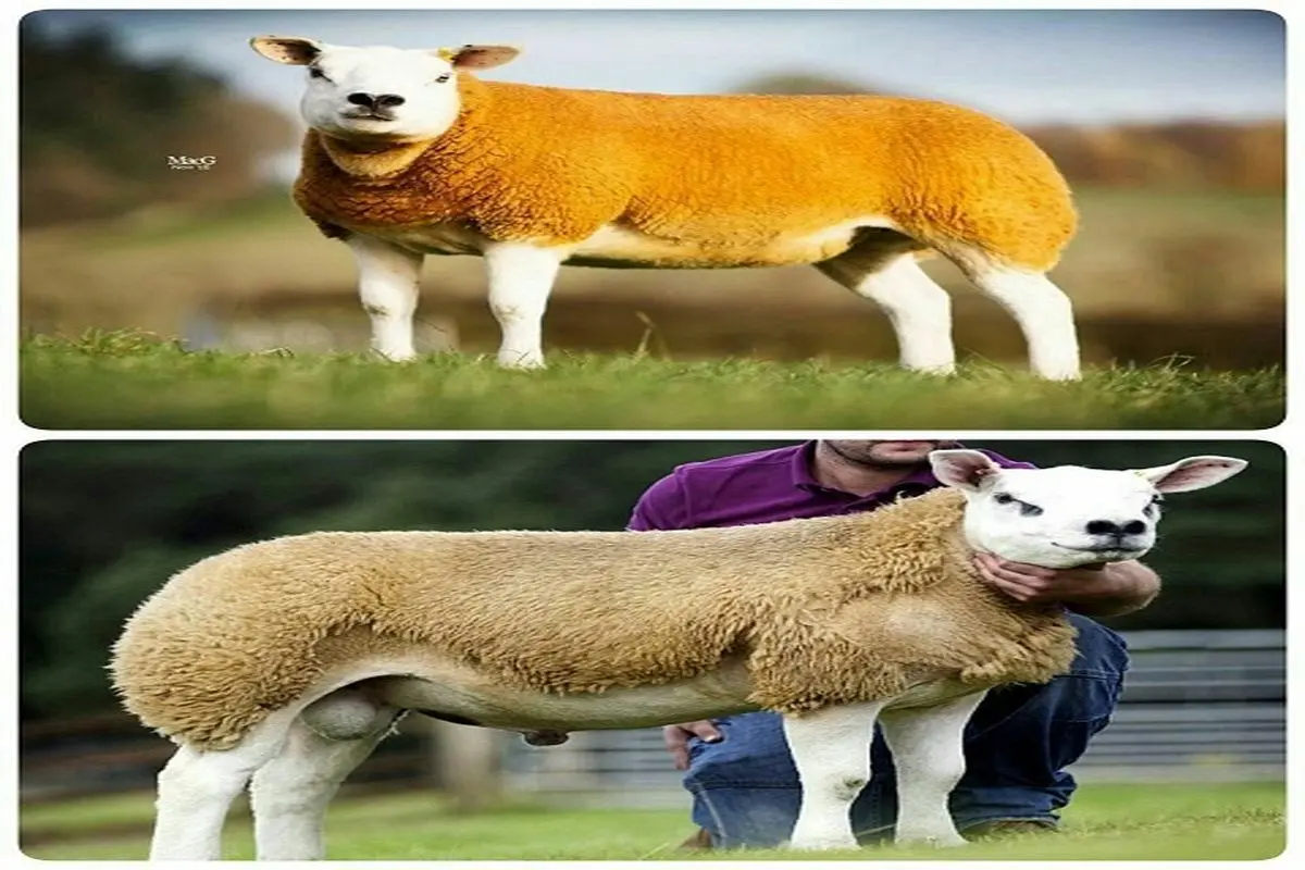 گران‌ترین نژاد گوسفند + عکس