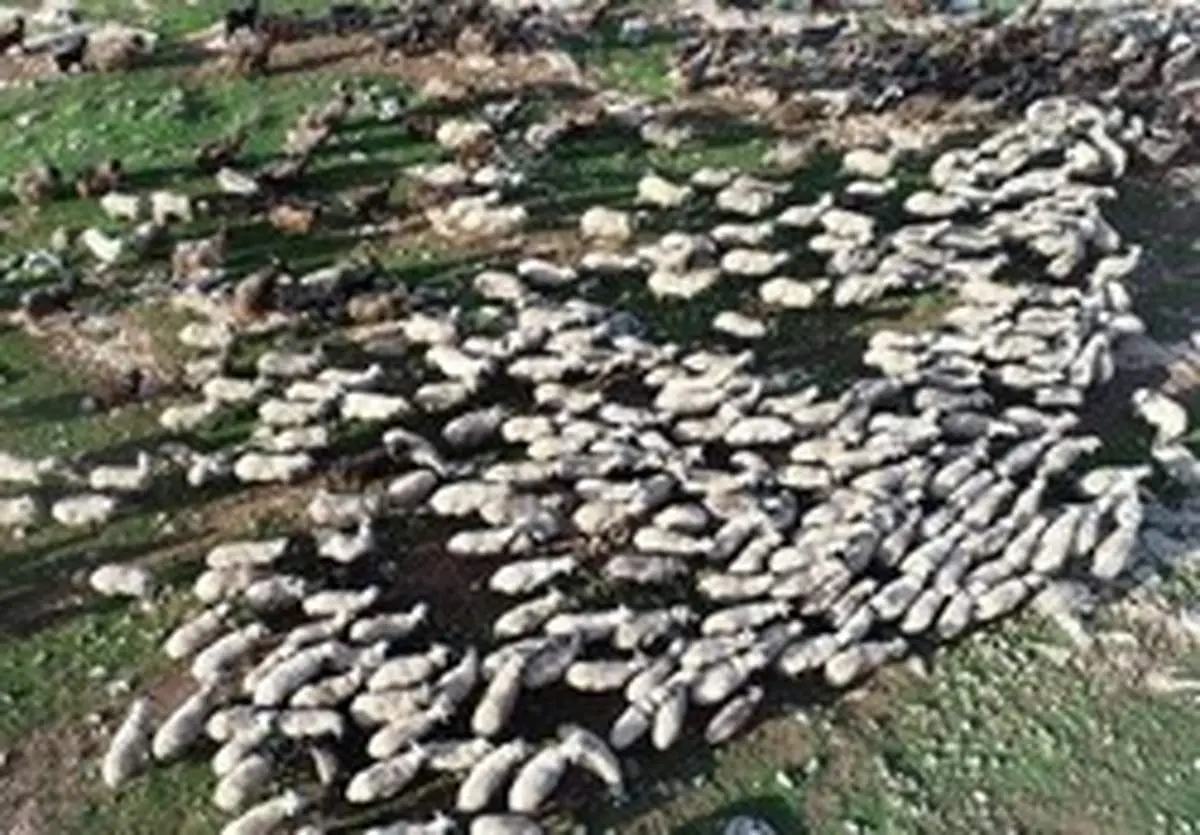 گرانی گوشت به قاچاق دام ربطی ندارد