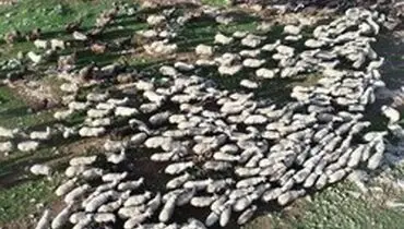 گرانی گوشت به قاچاق دام ربطی ندارد