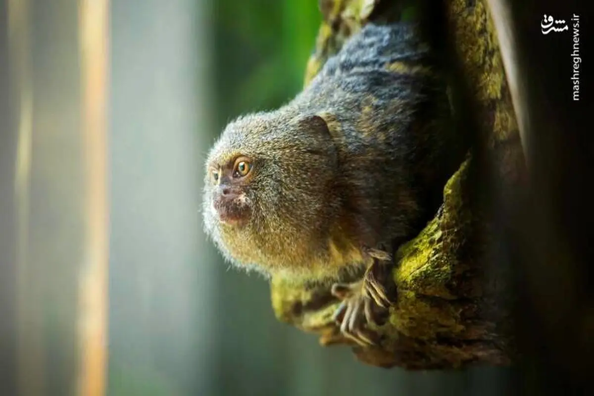 کوچکترین میمون جهان +عکس