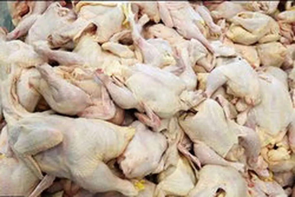 صادرات گوشت مرغ ممنوع میشود