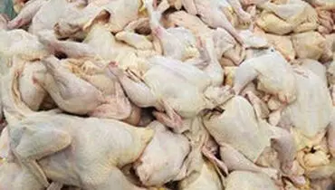 صادرات گوشت مرغ ممنوع می‌شود