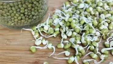 طرز تهیه جوانه ماش