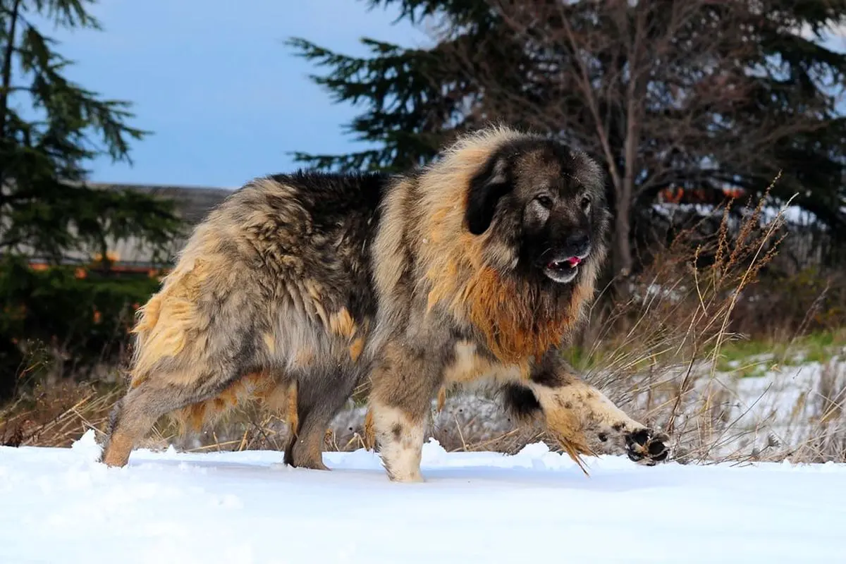 ویدیویی از سگ عظیم الجثه در چین