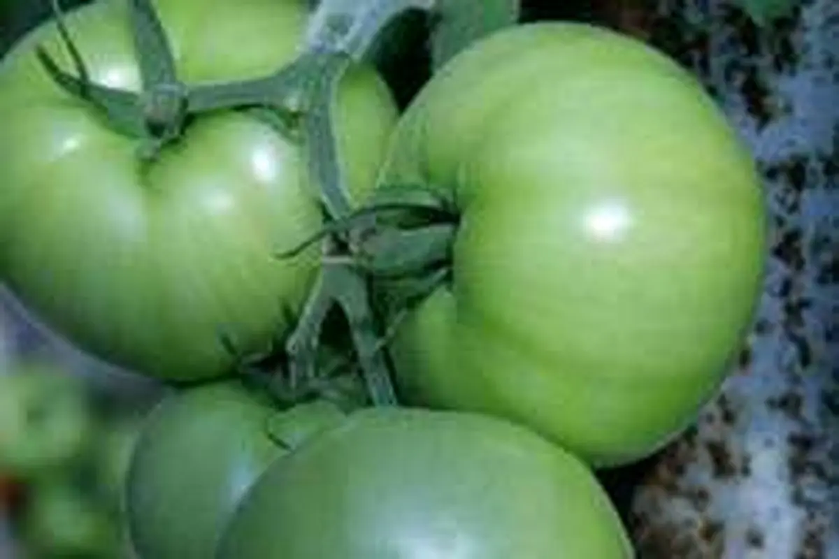 چگونه گوجه فرنگی سبز می تواند واریس را درمان کند؟