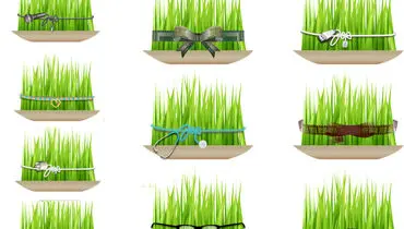 نکاتی برای داشتن سبزه زیبا و پر پشت برای سفره هفت سین