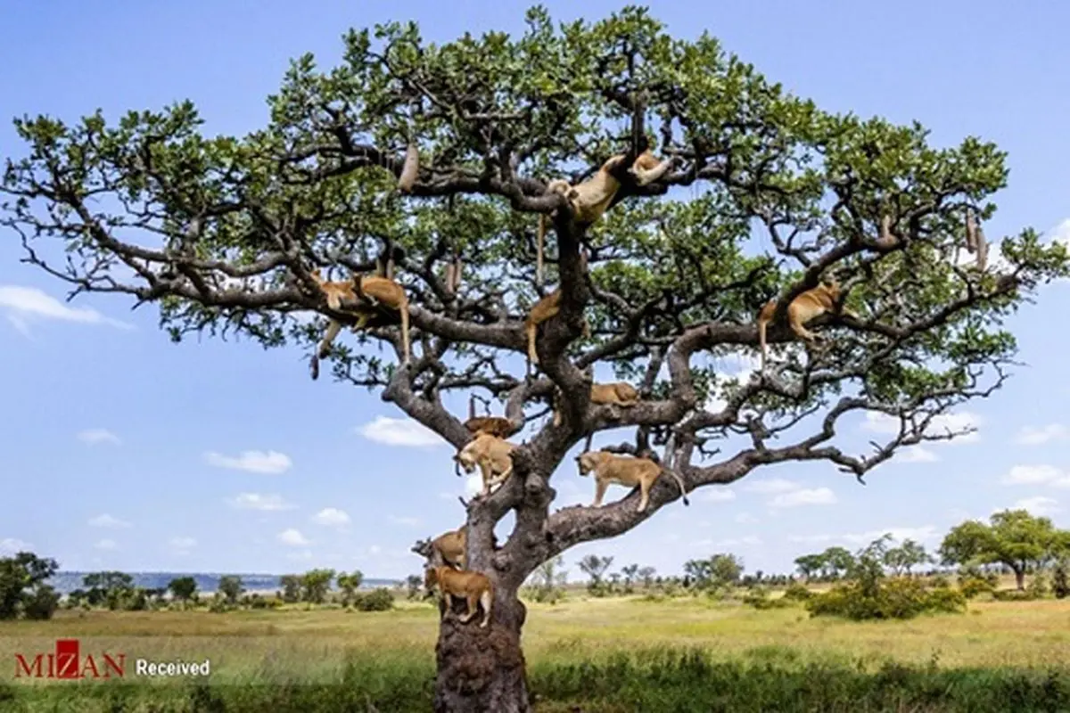 تصاویری جالب از خواب شیر‌ها روی درخت