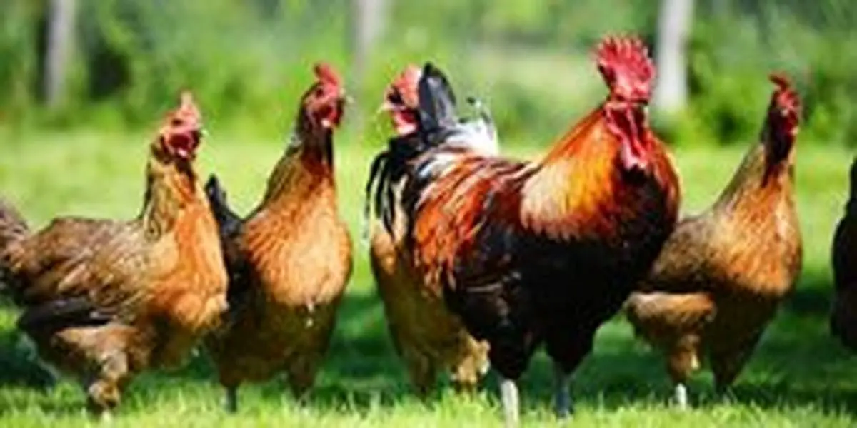 دیدگاه اسلام درباره نگهداری حیوانات در منزل