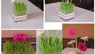 آموزش کاشت سبزه گندم در گلدان
