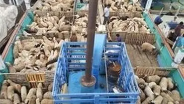 گرانی گوشت ارتباطی به قاچاق دام ندارد