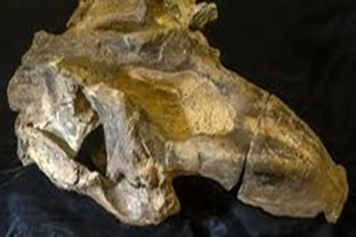 کشف فسیل گاو دریایی ۲۰ میلیون ساله+عکس