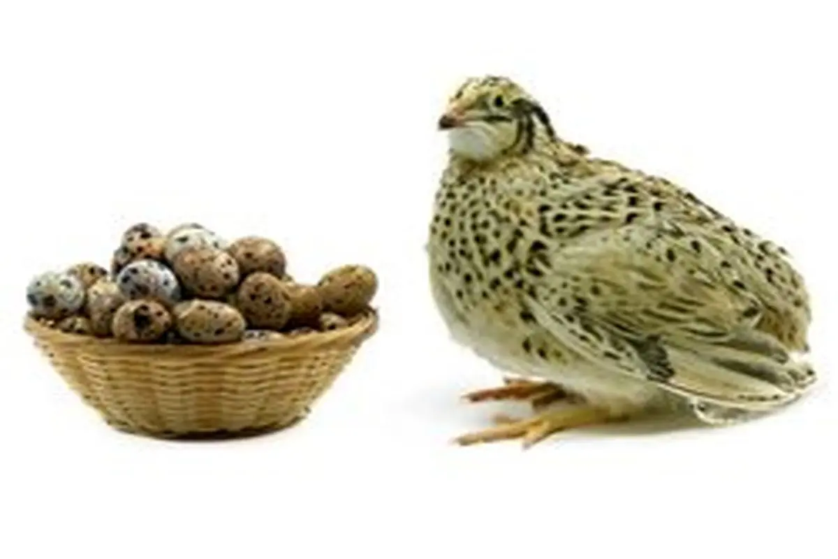 ۹ خاصیت شگفت انگیز تخم بلدرچین