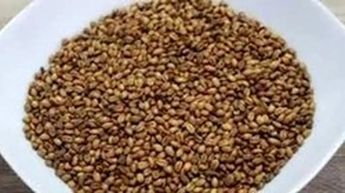 طرز تهیه گندم بو داده سنتی و خوشمزه در منزل