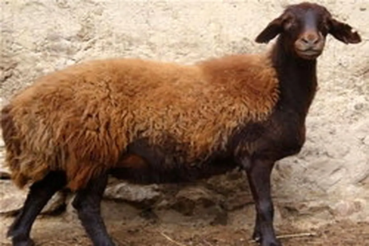 کشف ۱۳ گوسفند زنده از صندوق عقب پژو ۴۰۵