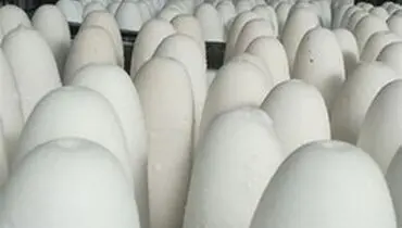 شکر ۷۰ درصد گران شد