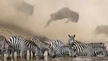این عکس از میان ۹۴ هزار عکس در نشنال جئوگرافیک اول شد