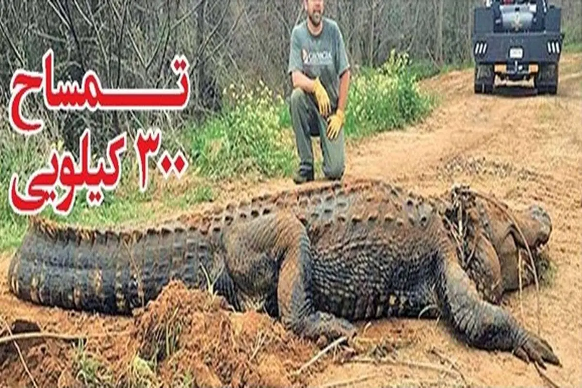 تمساح غول پیکر ۳۰۰ کیلویی همه را شوکه کرد +عکس