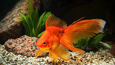 ماهی قرمز و نکاتی در مورد مراقبت از آن در خانه