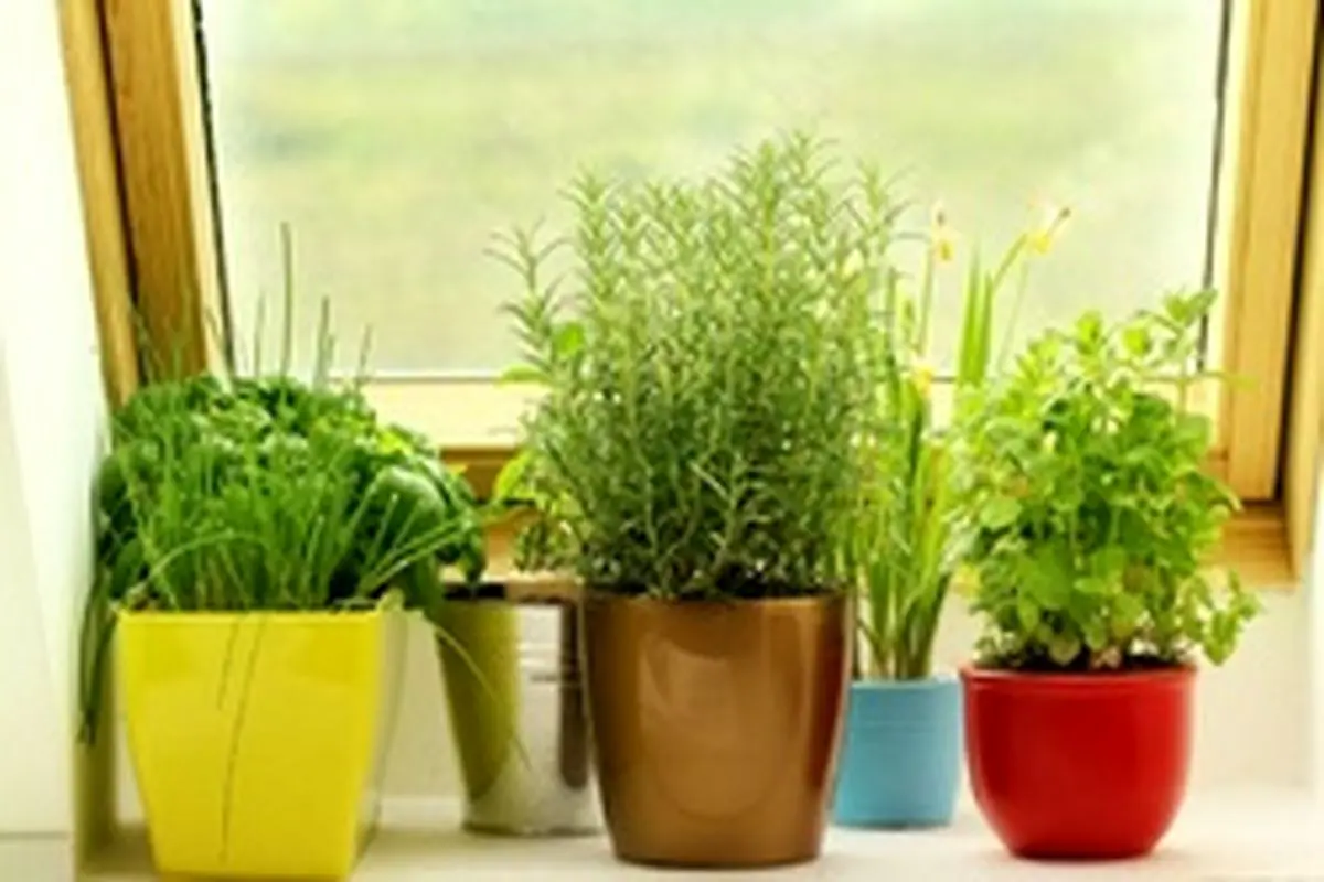 روش‌هایی ساده و راحت برای شاداب و سرحال کردن گیاهان پژمرده