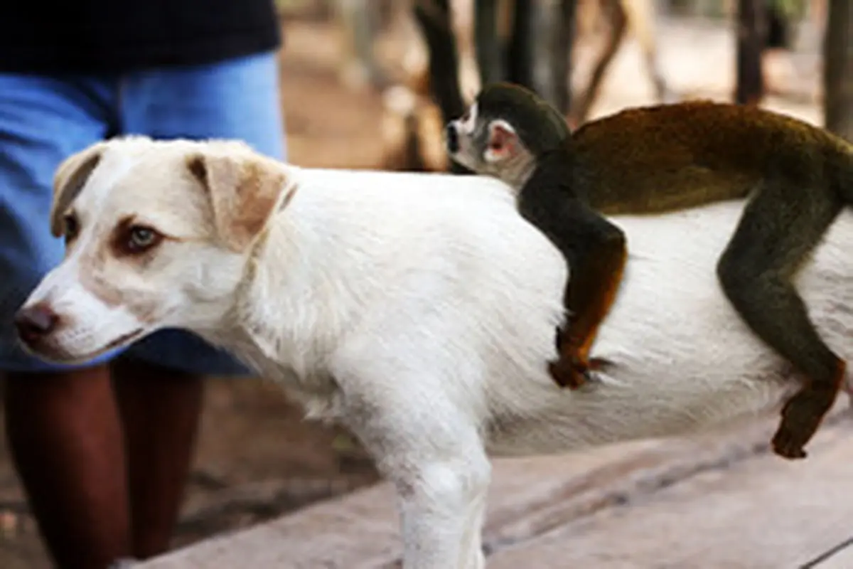 سگی که به بچه میمون شیر می‌دهد