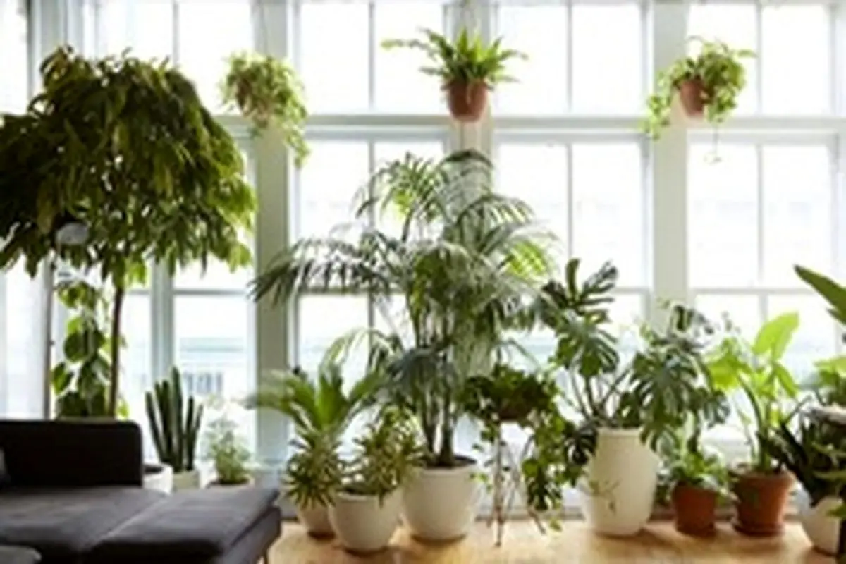 نگهداری گیاه در آپارتمان تا چه حد مفید است؟