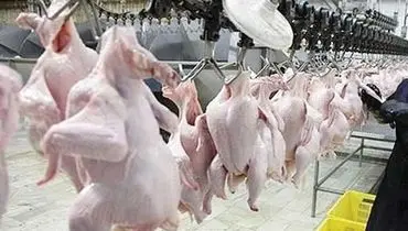 توزیع روزانه ۱۳۰۰ تن گوشت مرغ در تهران