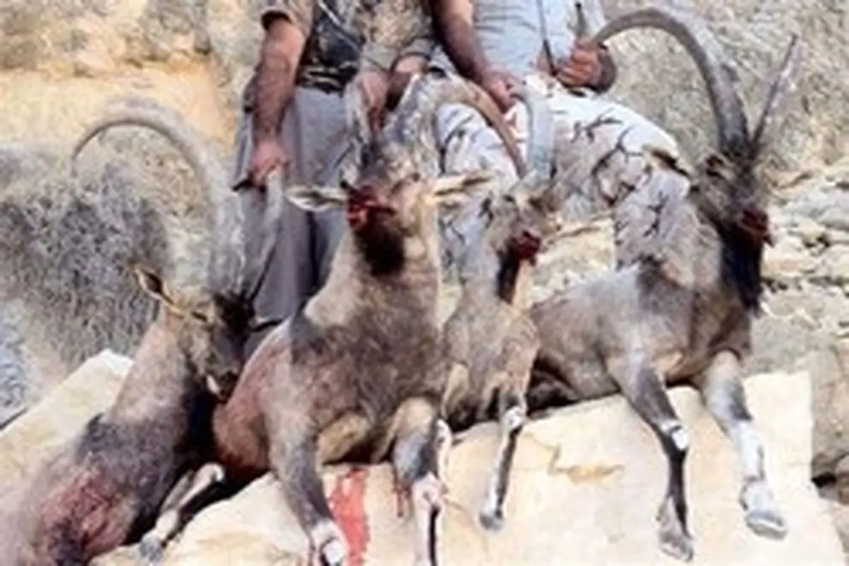 پشت‌پرده پرونده "بزرگترین باند کشتار حیات وحش" در کرمان چیست؟