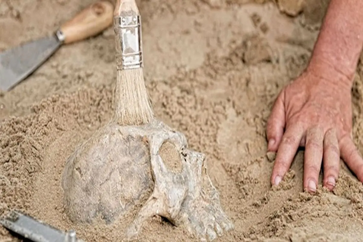 کشف نخستین استخوان جمجمه «انسان‌تباران»