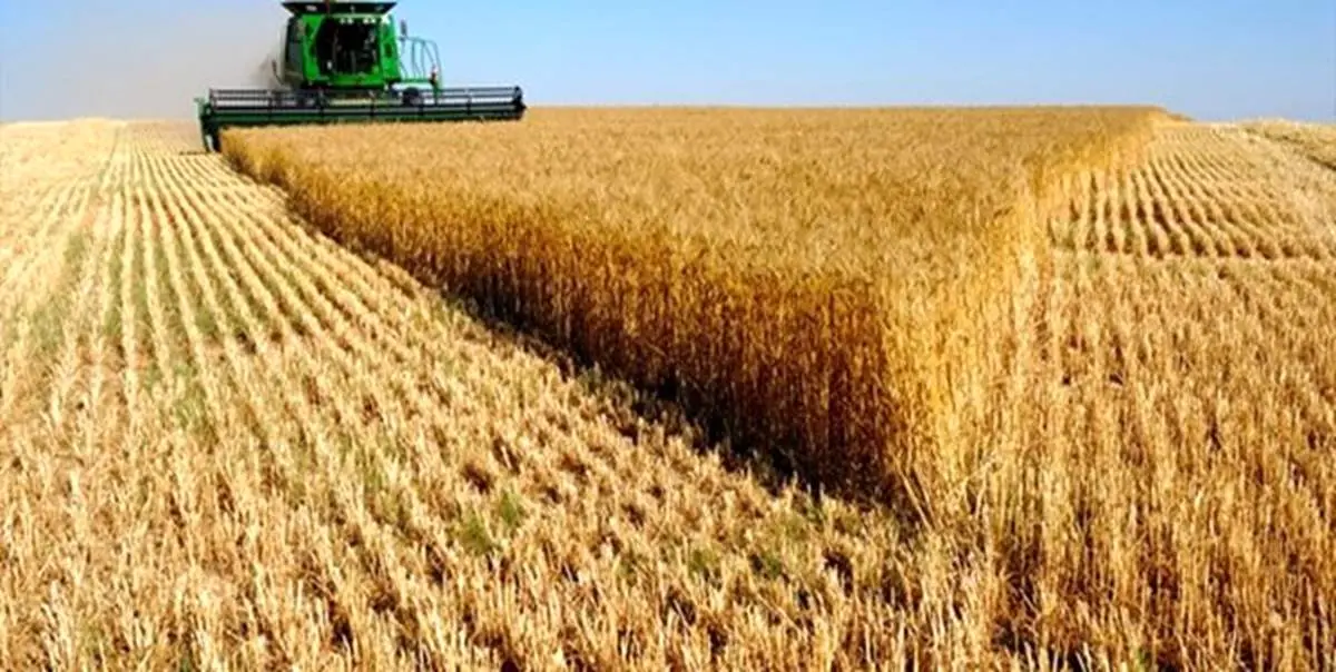 کشف آنزیم‌هایی که جلوی قارچ زدن گندم را می‌گیرند