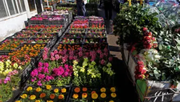 چند پیشنهاد عالی برای خرید گل سفره هفت سین