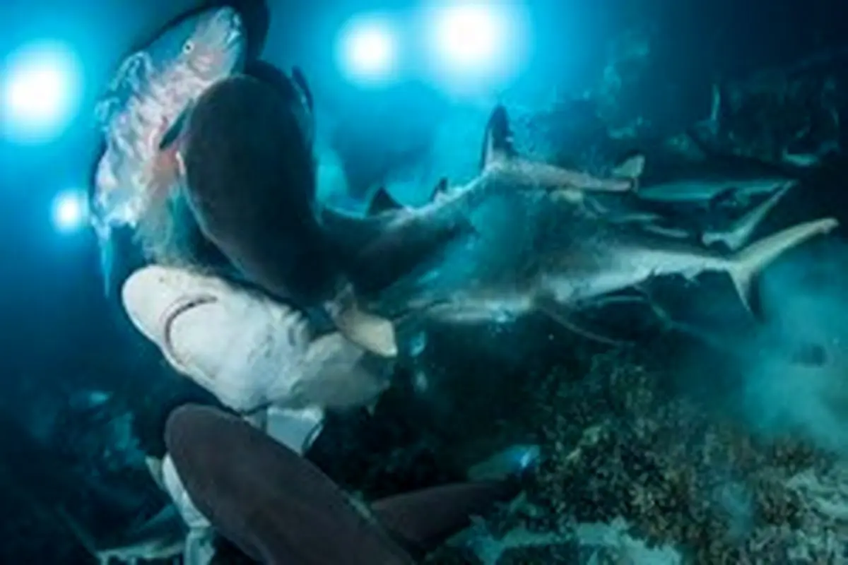 تصاویر حیرت انگیز و شگفت از زندگی زیر آب