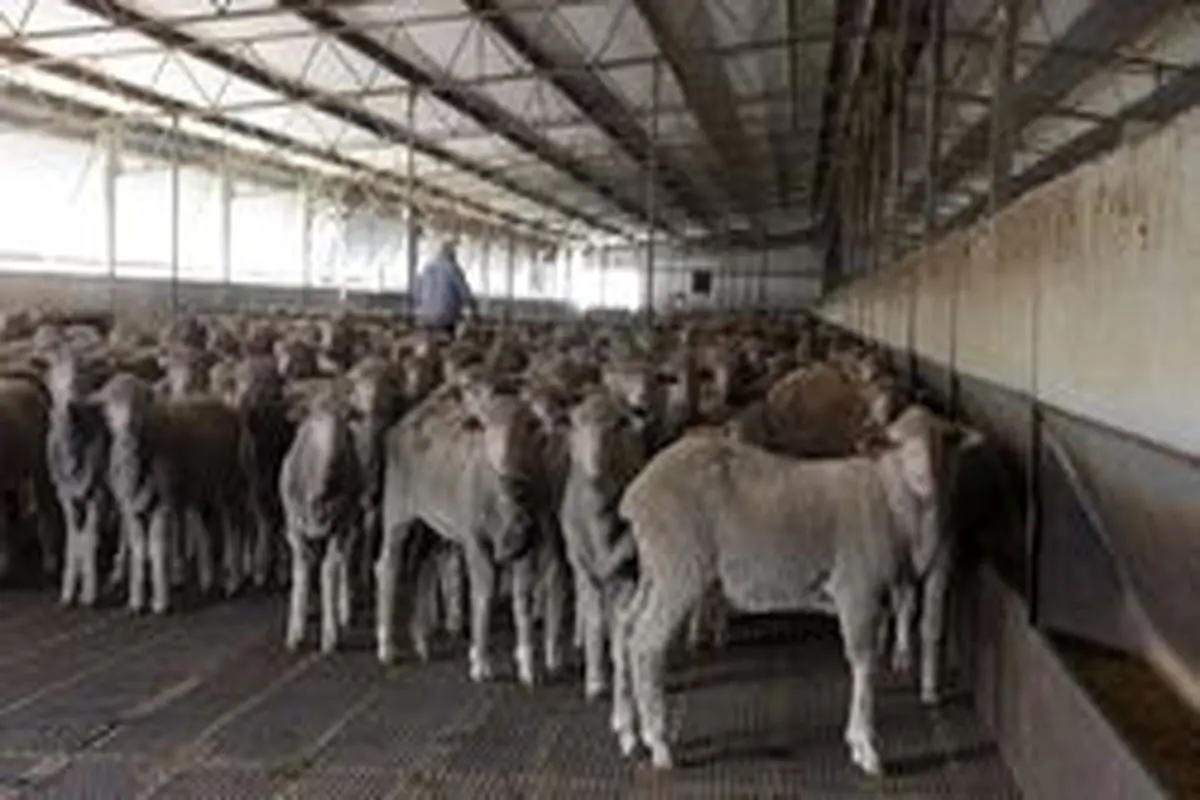 کمبود کامیون برای ورود ۴۰ هزار گوسفند دلیل معطلی ترخیص قطعات خودروسازان