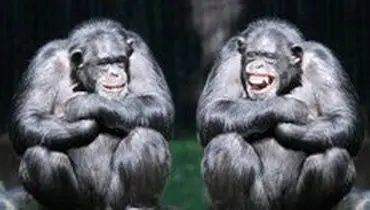 شامپانزه‌ها شبیه انسان‌ها با هم حرف می‌زنند!