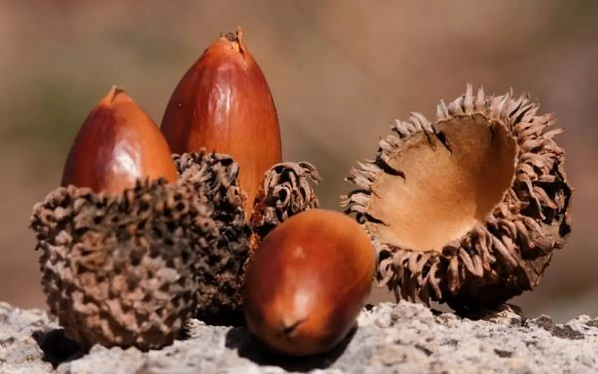 برای درمان بواسیر این میوه درختی را بخورید