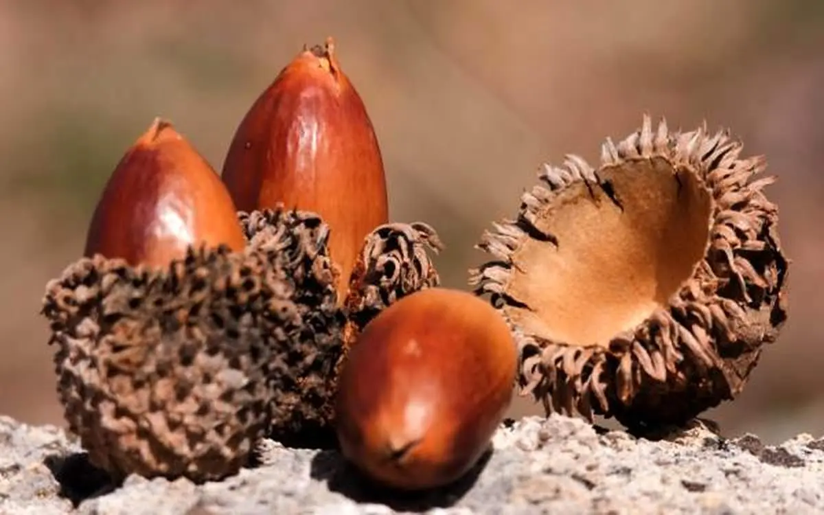 برای درمان بواسیر این میوه درختی را بخورید