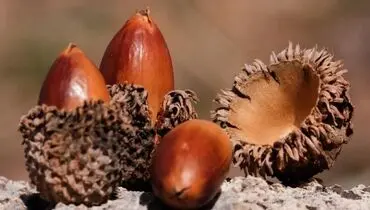 برای درمان بواسیر این میوه درختی را بخورید