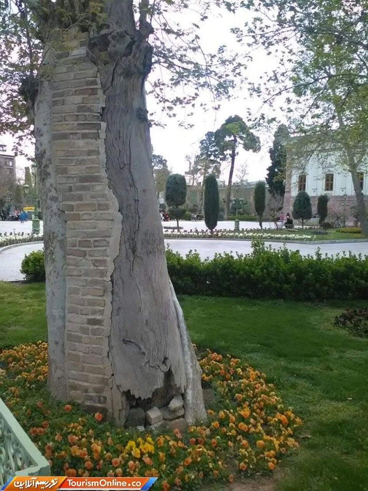 درختی جالب در کاخ گلستان تهران! + عکس